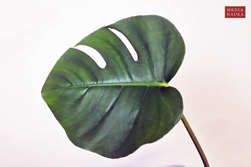 monstera dziurawa  (Monstera deliciosa)