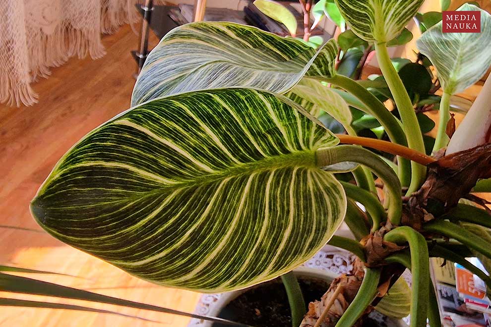 Philodendron 'Birkin'