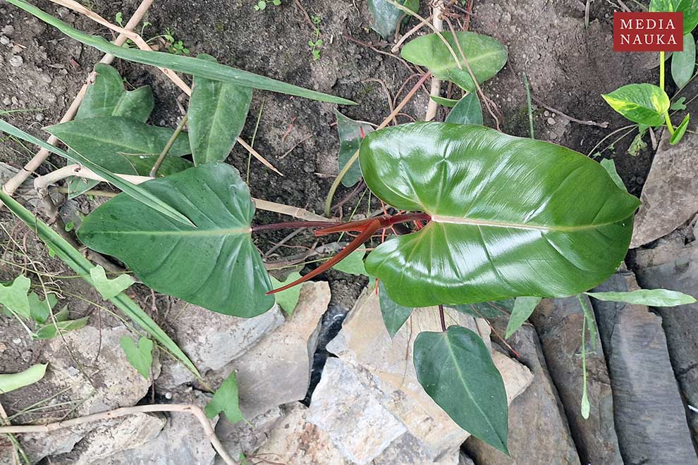 filodendron czerwieniejący (Philodendron erubescens)