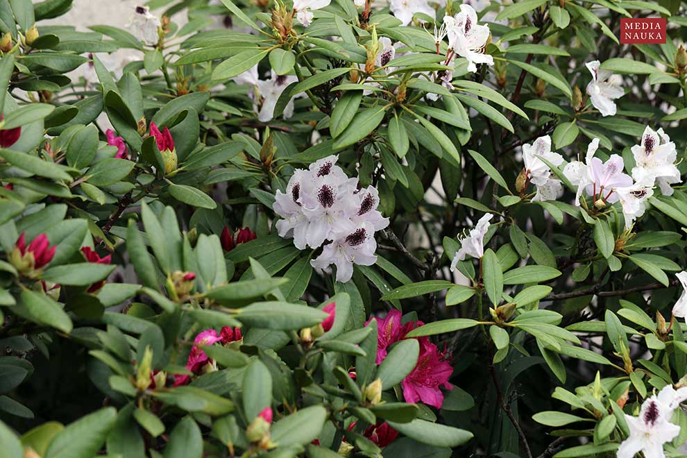 Rhododendron 'Sappho'