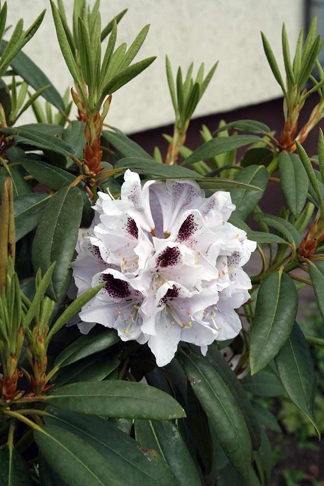 Rhododendron 'Sappho'