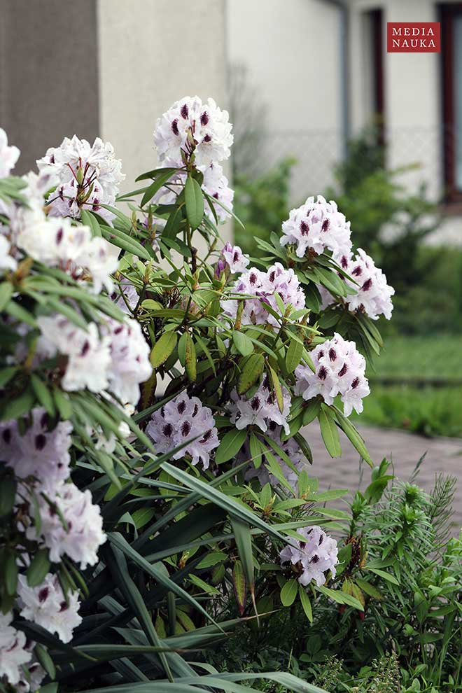 Rhododendron 'Sappho'