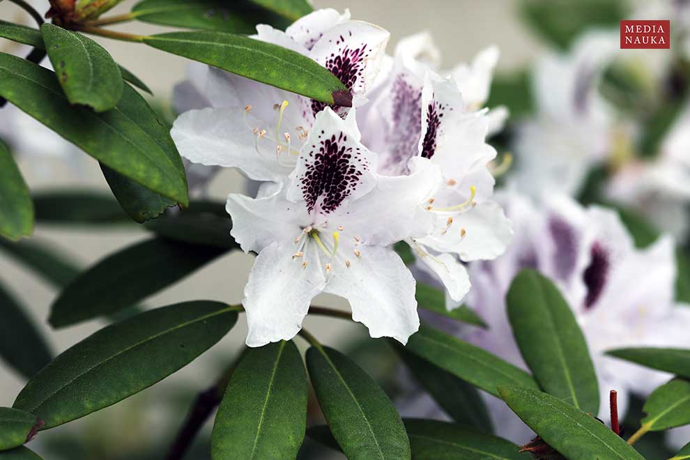 Rhododendron 'Sappho'