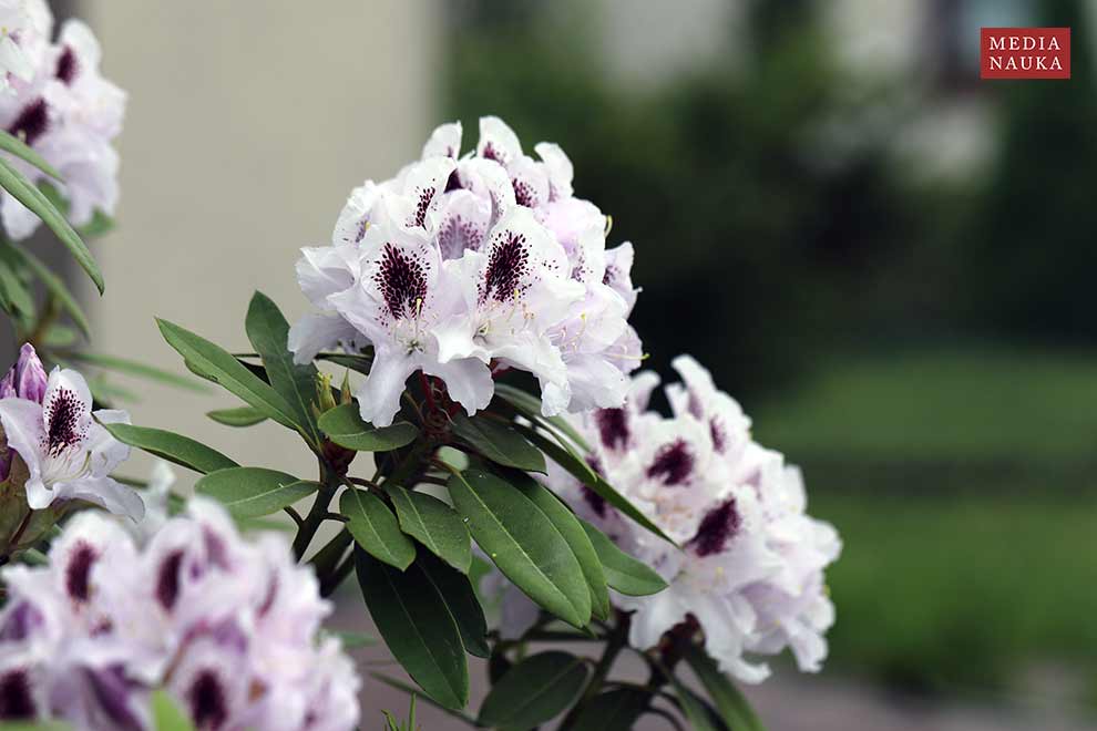 Rhododendron 'Sappho'