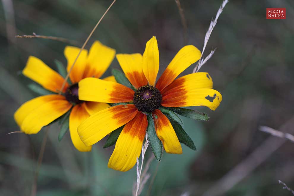 rudbekia owłosiona