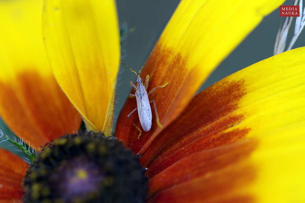 rudbekia owłosiona