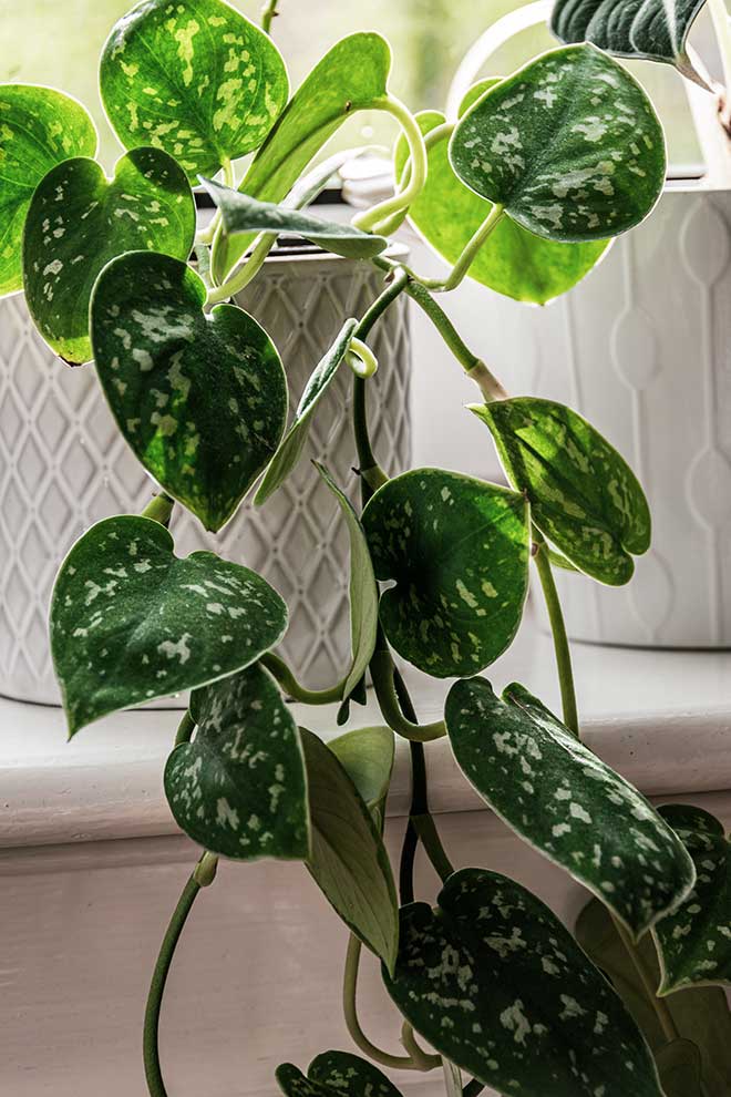 scindapsus pstry (Scindapsus pictus)