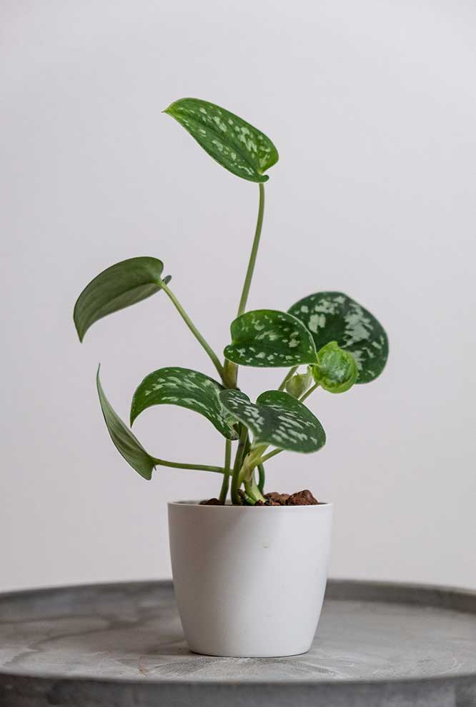 scindapsus pstry (Scindapsus pictus)