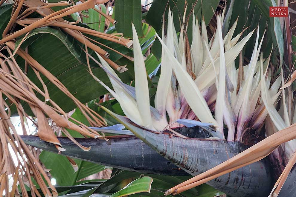 strelicja biała (Strelitzia nicolai)