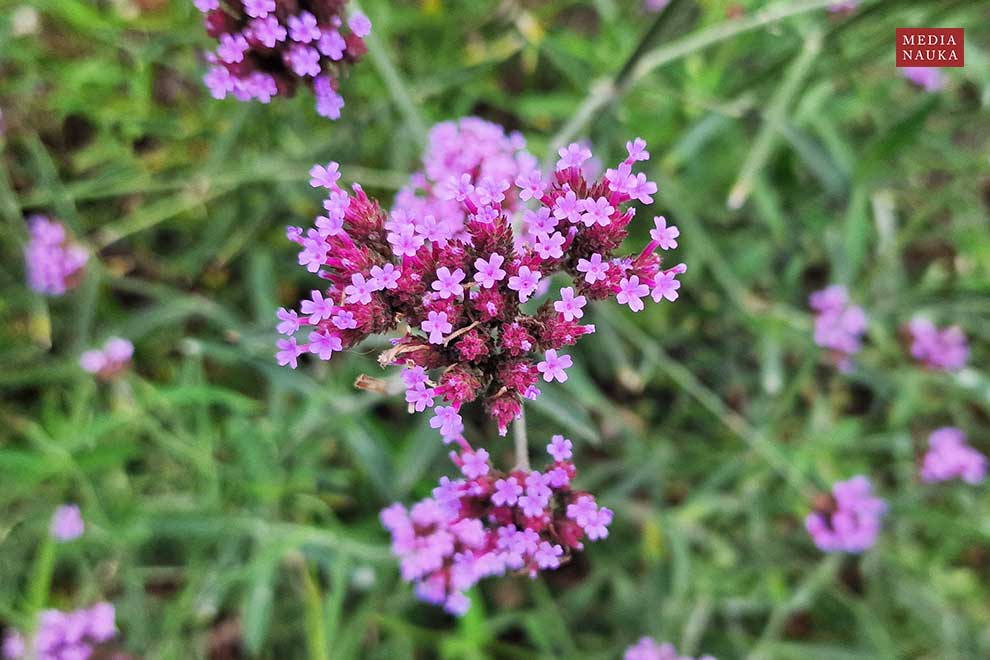 werbena patagońska (Verbena bonariensis)