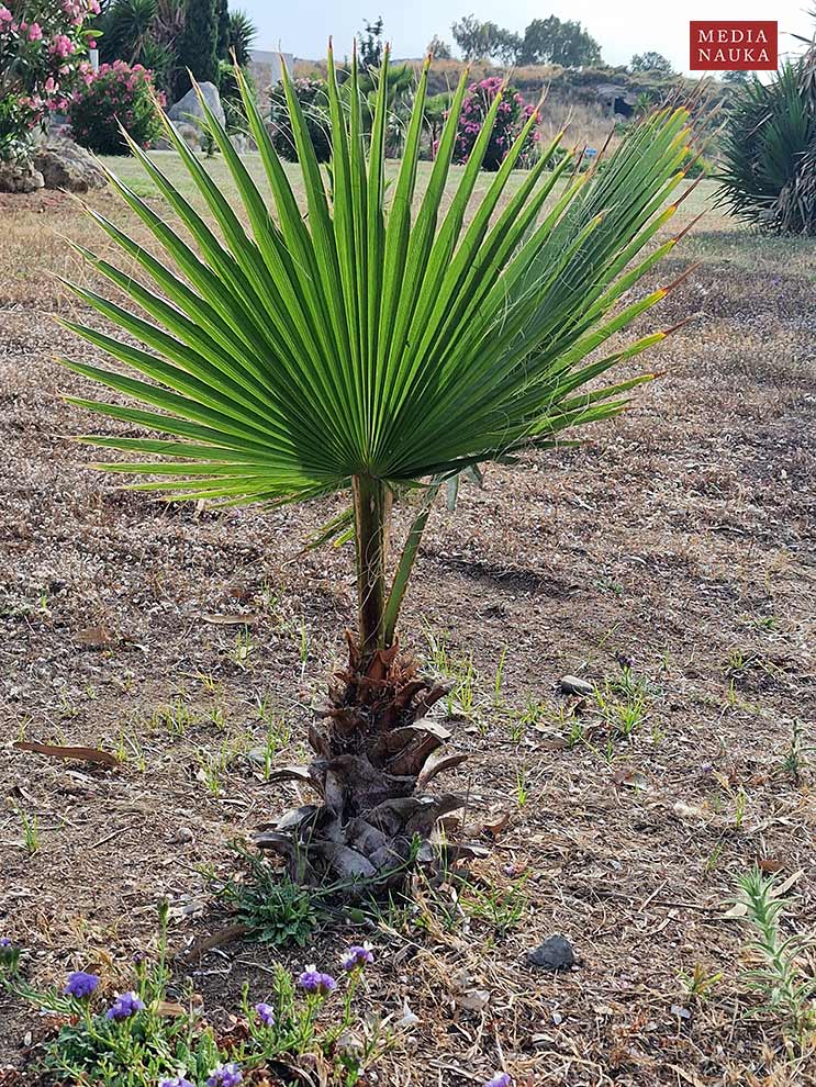 waszyngtonia mocna (Washingtonia robusta)