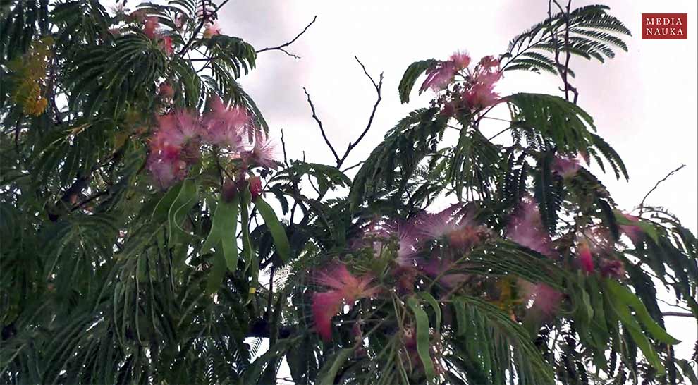 albicja jedwabista, albicja biało-różowa (Albizia julibrissin)