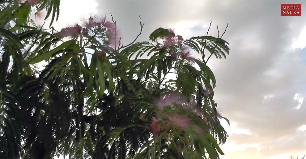 albicja jedwabista, albicja biało-różowa (Albizia julibrissin)