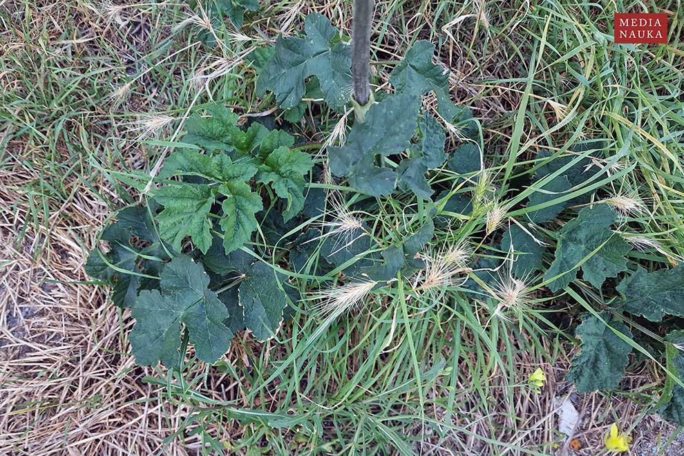 barszcz zwyczajny (Heracleum sphondylium)