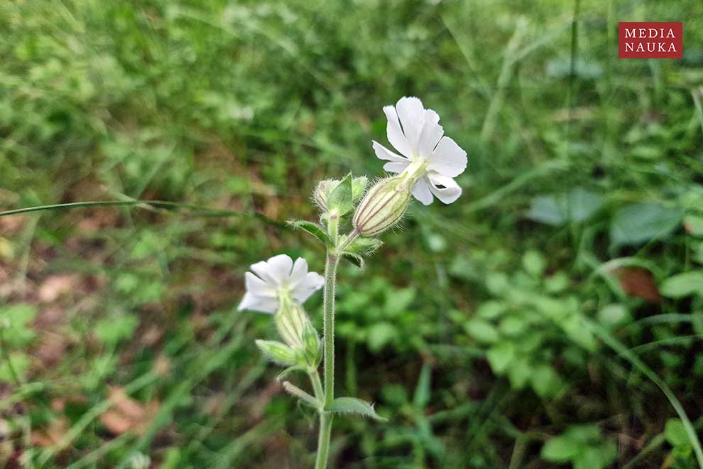 lepnica biała, bniec biały (Silene latifolia)