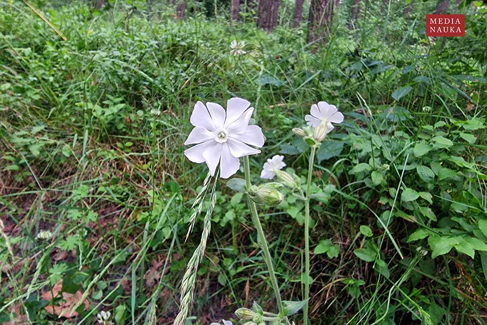 lepnica biała, bniec biały (Silene latifolia)