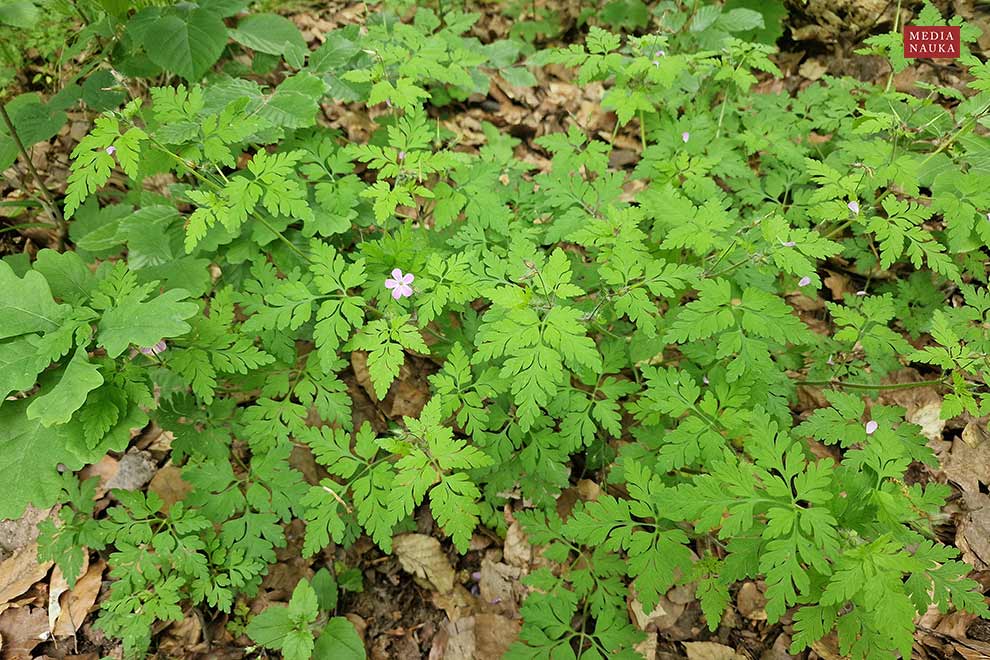 bodziszek cuchnący (Geranium robertianum)