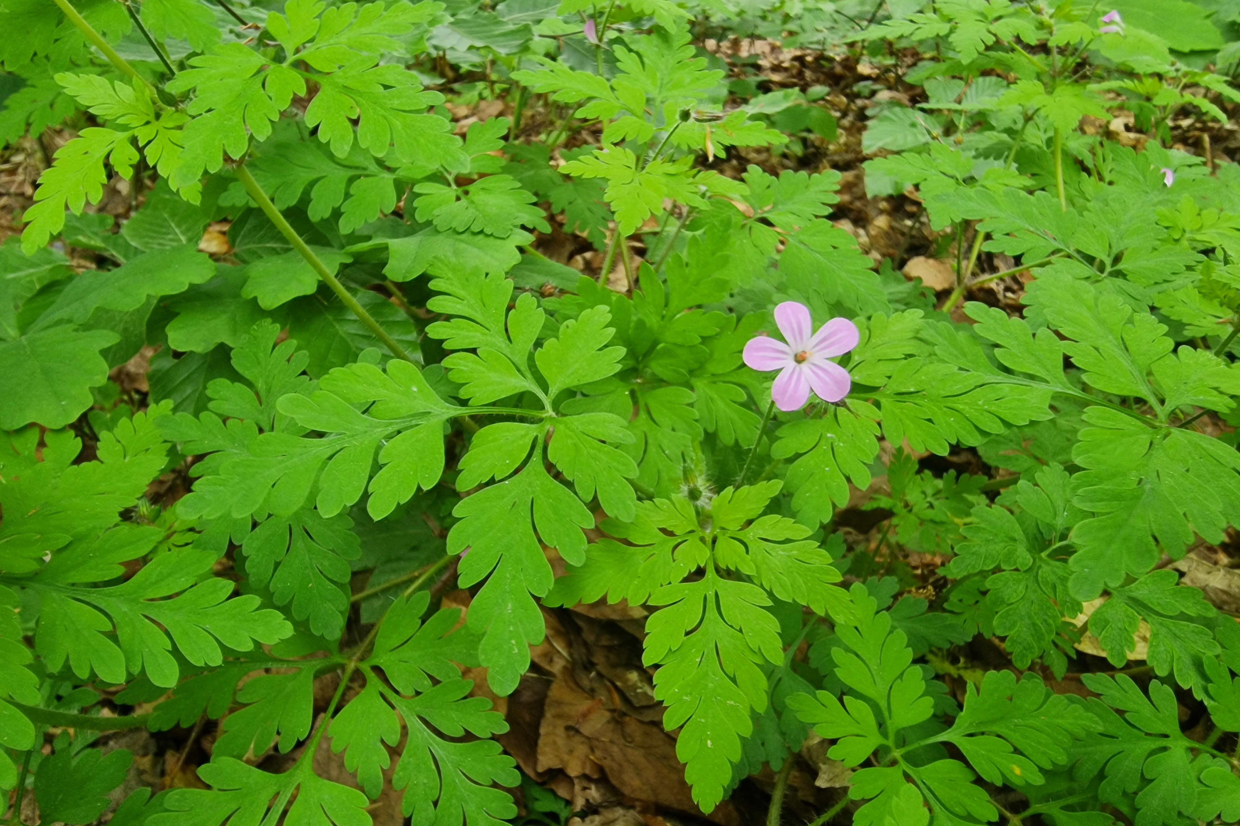 bodziszek cuchnący (Geranium robertianum)