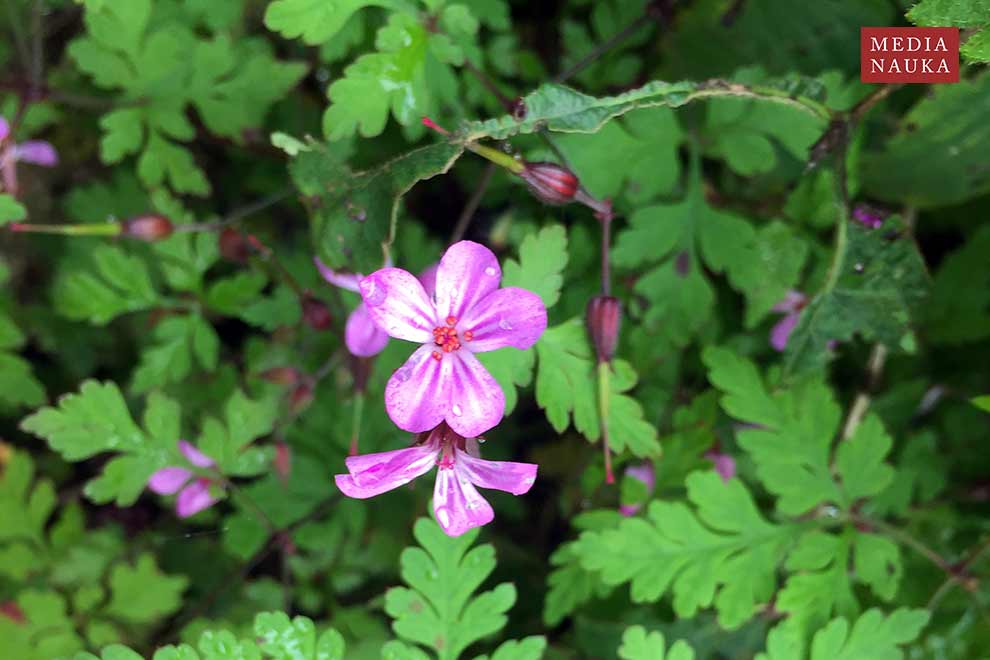 bodziszek cuchnący (Geranium robertianum)