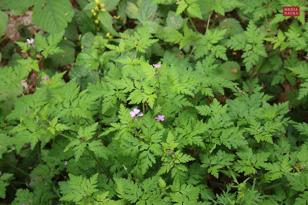 bodziszek cuchnący (Geranium robertianum)