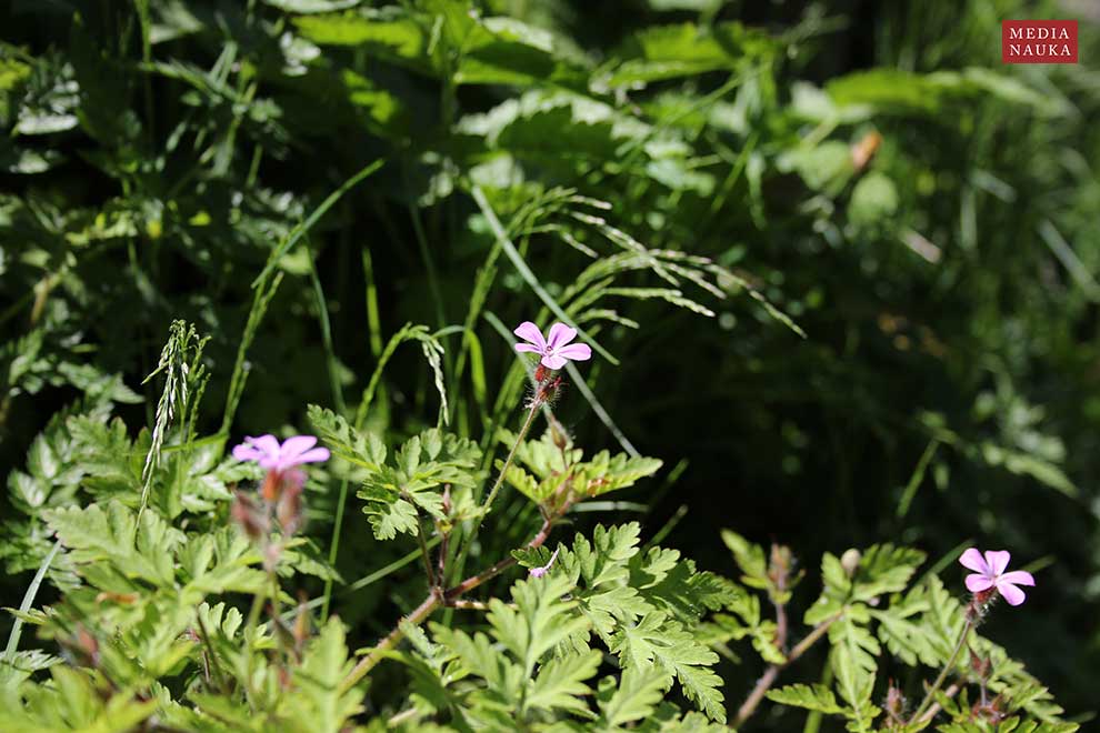 bodziszek cuchnący (Geranium robertianum)