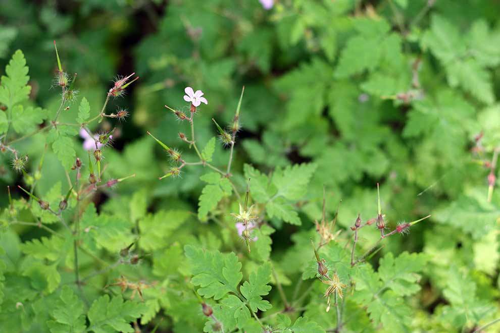 bodziszek cuchnący (Geranium robertianum)