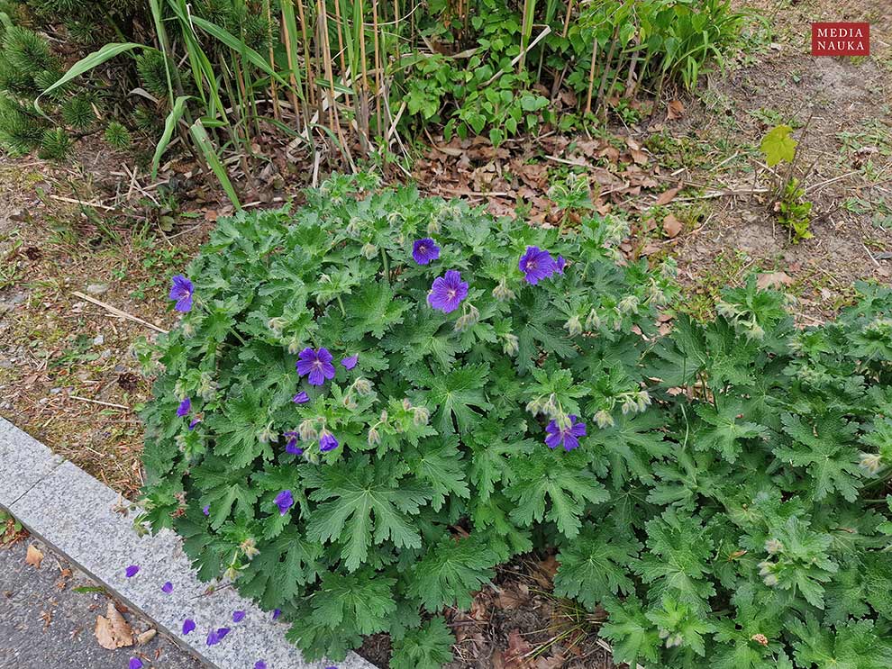 bodziszek wspaniały (Geranium × magnificum)