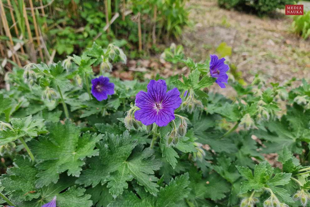 bodziszek wspaniały (Geranium × magnificum)