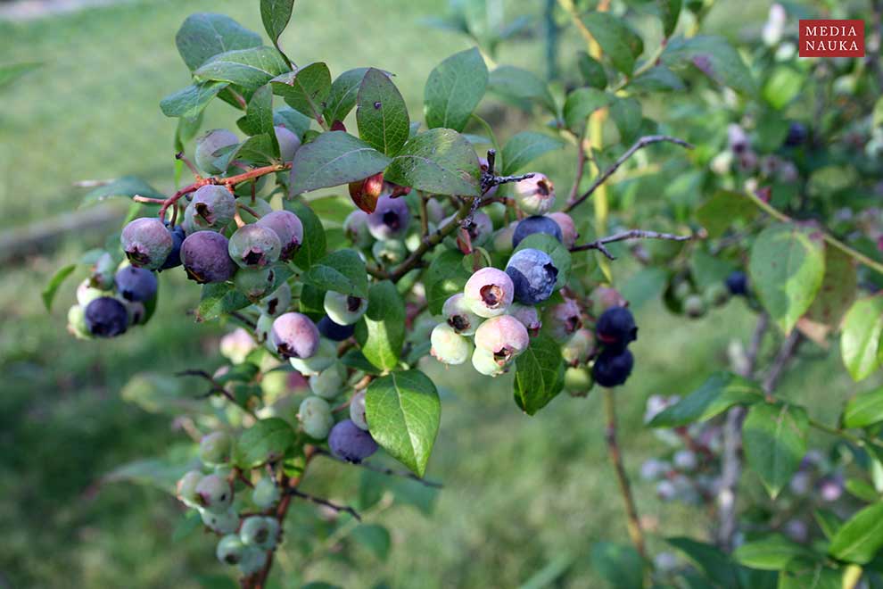 borówka wysoka, borówka amerykańska