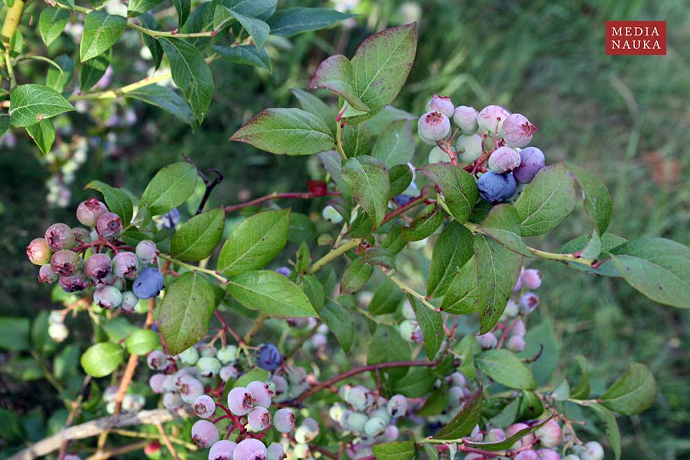 borówka wysoka, borówka amerykańska