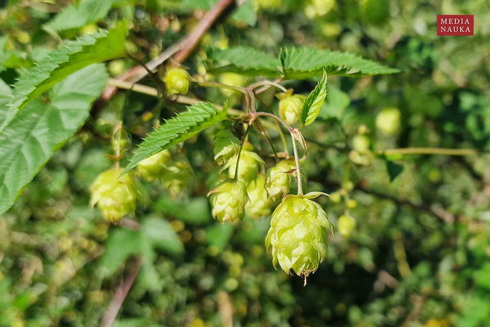 chmiel zwyczajny (Humulus lupulus)