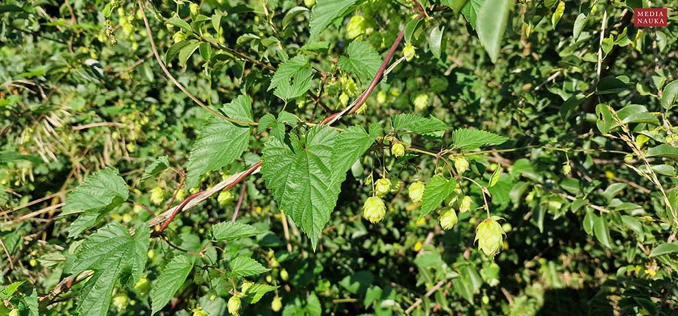 chmiel zwyczajny (Humulus lupulus)