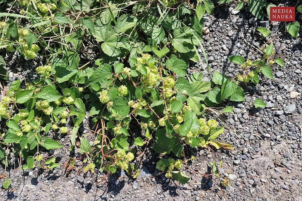 chmiel zwyczajny (Humulus lupulus)