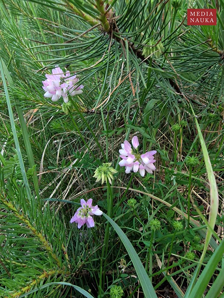 cieciorka pstra, ciecioreczka