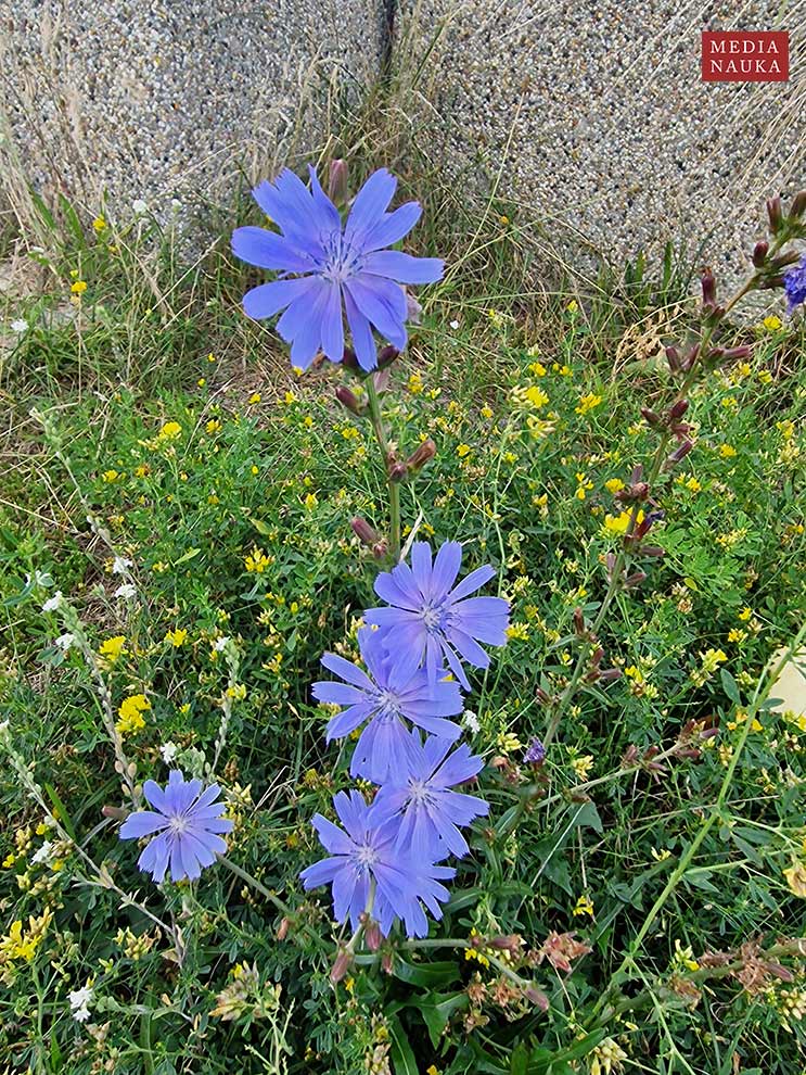 cykoria podróżnik (Cichorium intybus)