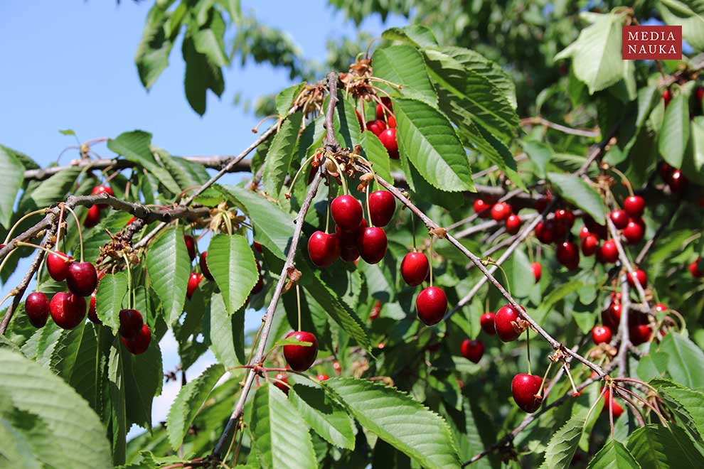 wiśnia ptasia, czereśnia, trześnia (Prunus avium)