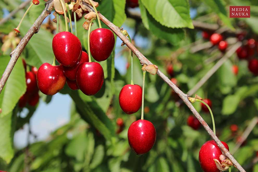 wiśnia ptasia, czereśnia, trześnia (Prunus avium)