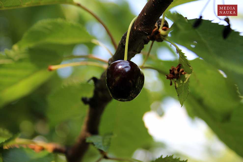 wiśnia ptasia, czereśnia, trześnia (Prunus avium)