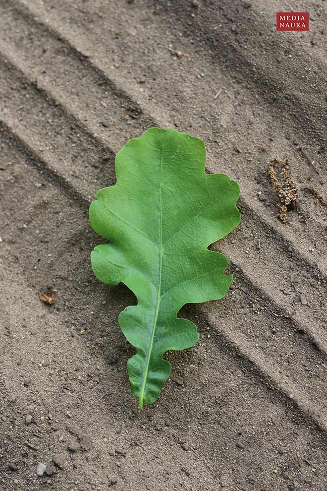 dąb szypułkowy (Quercus robur)