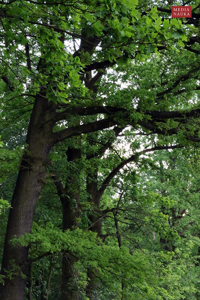 dąb szypułkowy (Quercus robur)