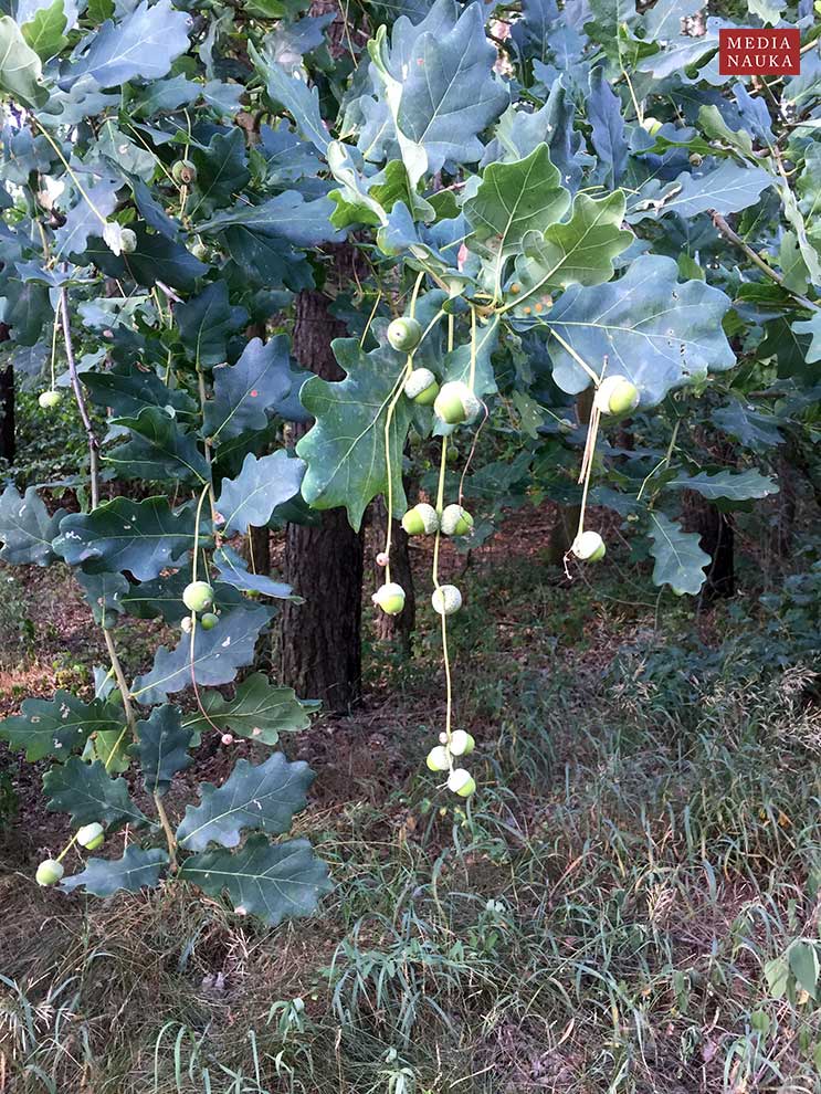 dąb szypułkowy (Quercus robur)