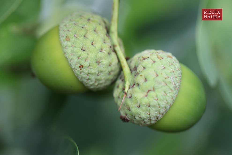 dąb szypułkowy (Quercus robur)