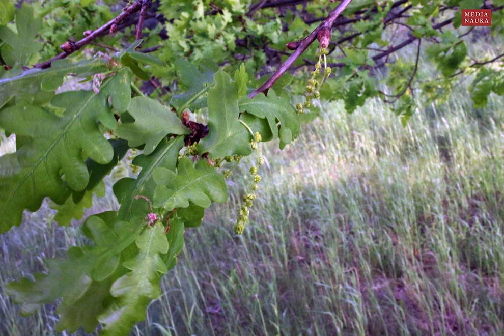 dąb szypułkowy (Quercus robur)