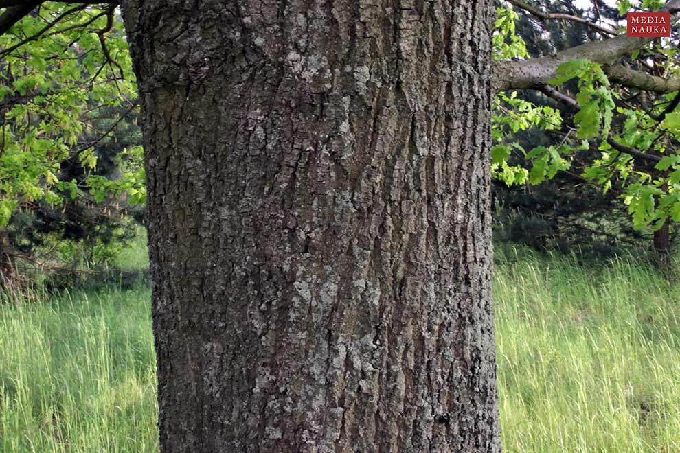 dąb szypułkowy (Quercus robur)