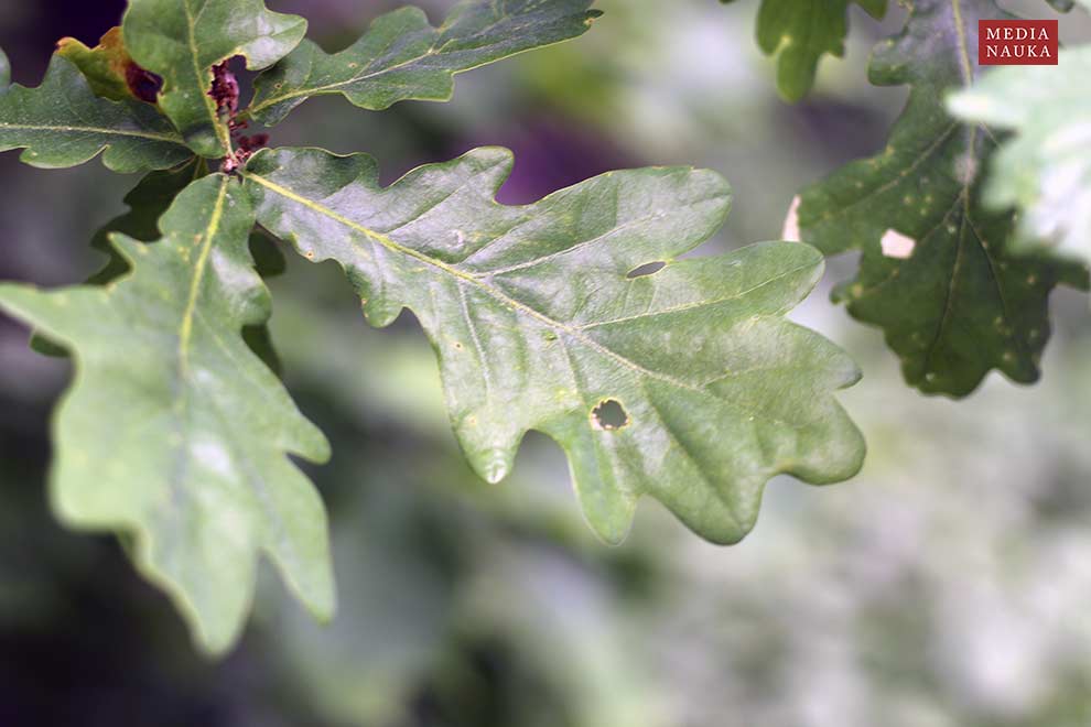 dąb szypułkowy (Quercus robur)