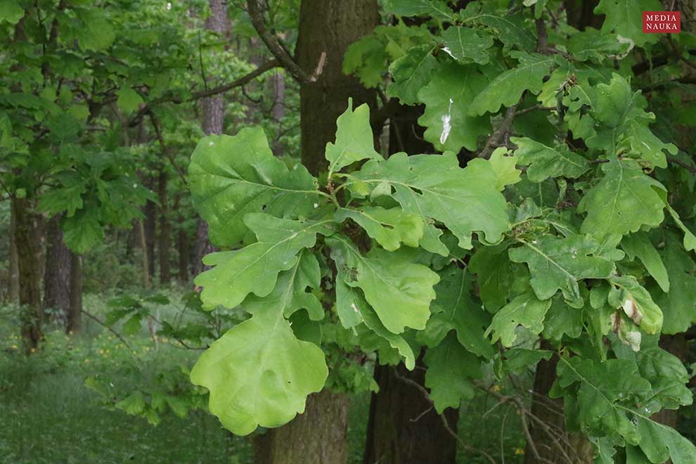 dąb szypułkowy (Quercus robur)