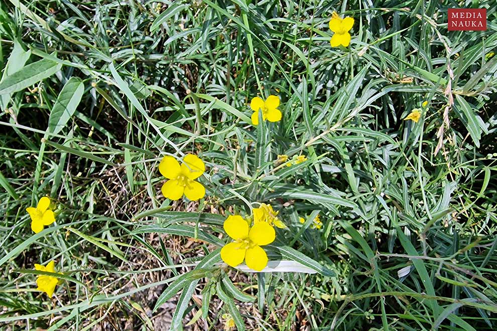 dwurząd wąskolistny (Diplotaxis tenuifolia)