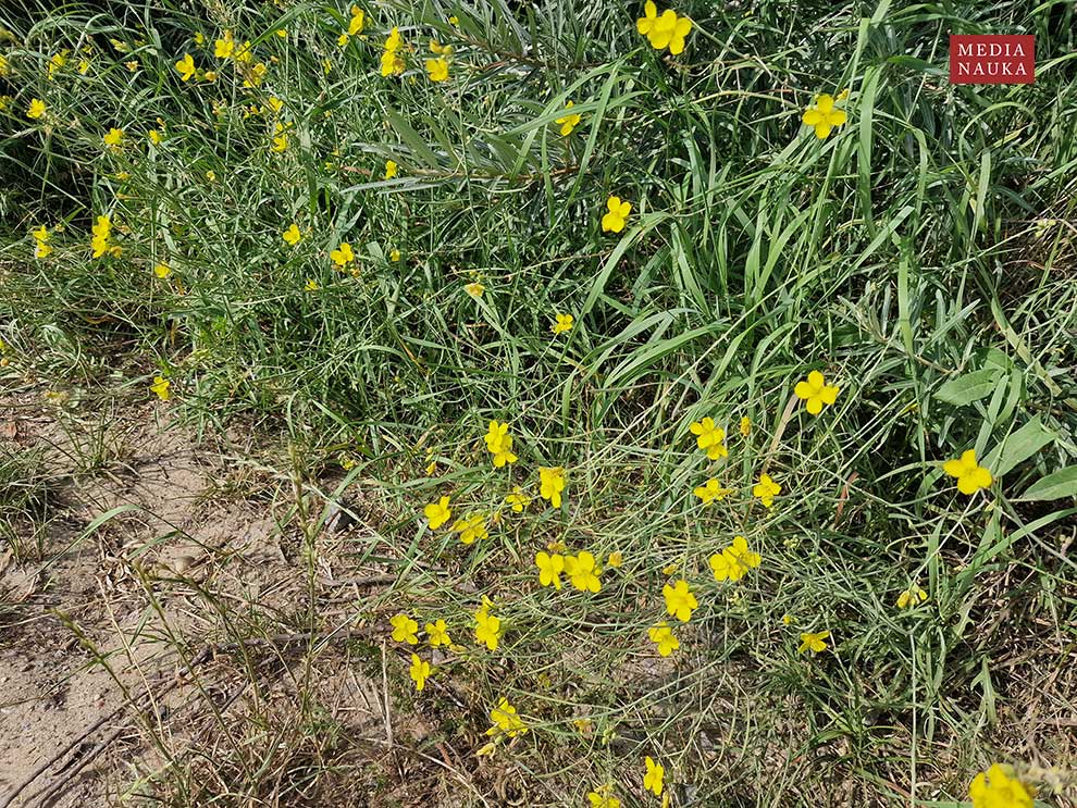 dwurząd wąskolistny (Diplotaxis tenuifolia)