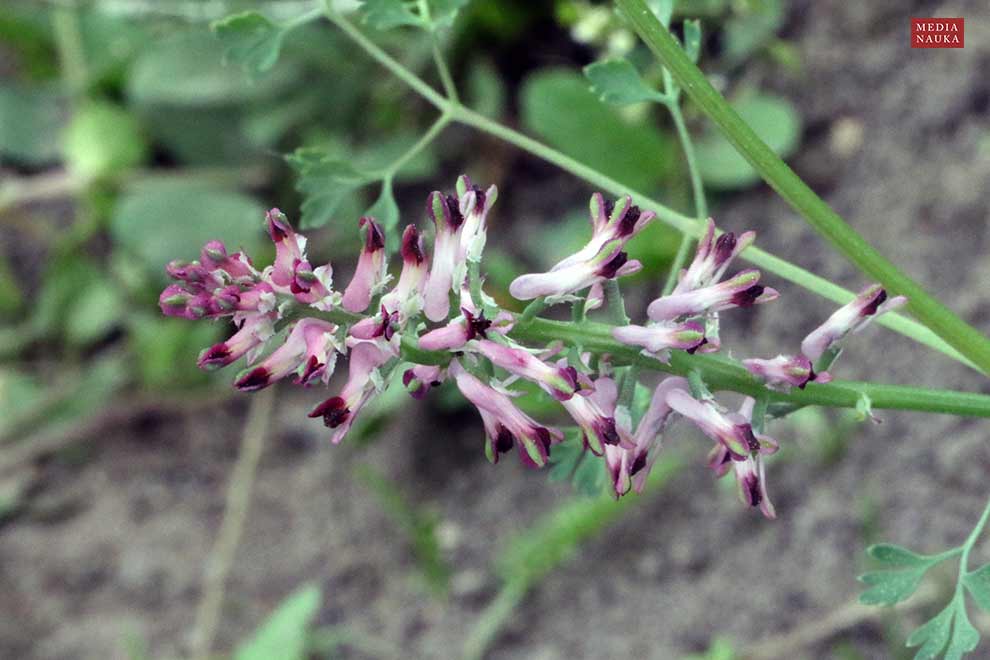 dymnica pospolita (Fumaria officinalis)