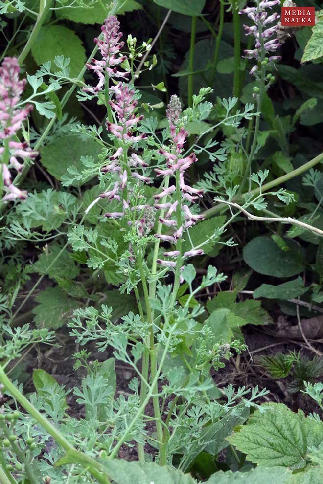 dymnica pospolita (Fumaria officinalis)